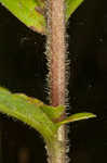 Wrinkleleaf goldenrod